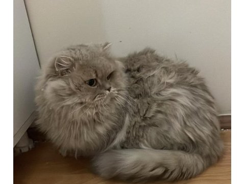 Cy11 cinnamon british longhair