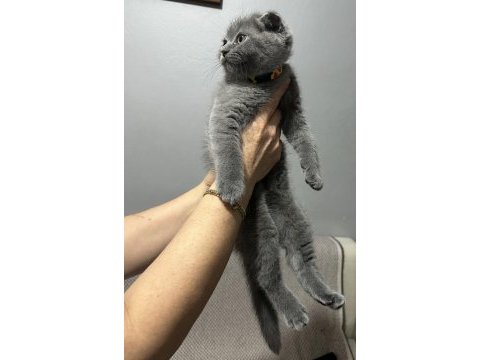 Gri erkek yavru scottish fold