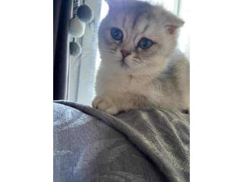 Yavru dişi eğitimli aşılı karneli scottish fold