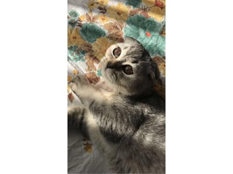 Ev arıyoruz scottish fold kızıma