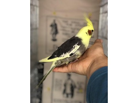 3 adet el besleme full evcil yavrular 1 adet yaşında