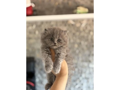 Brıtısh longhaır gri yavrularım