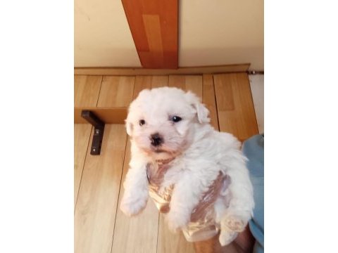 O beden maltese terrier yavrular ırk sağlık garantili