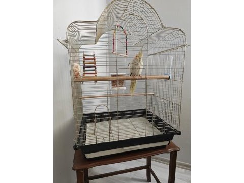 7 aylık erkek pearl sultan papağanı kafesiyle birlik