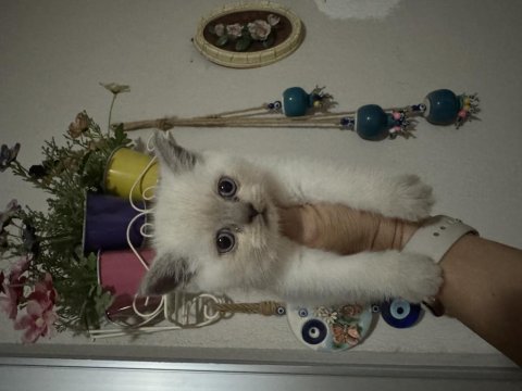 Boncuk gözlü british shorthair bebeler