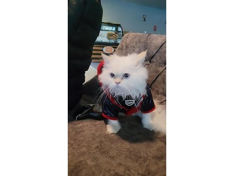 8 aylık aşklar tamamlandı chinchilla yavrum