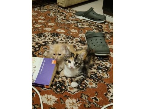 3 aylık yavru kediler acil yuva