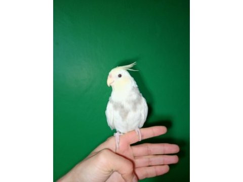 Full evcil el besleme sarı kafa cream face sultan papağanı