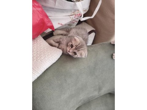 Ayıcık suratlı scottish fold yavrumuz sahibini bekliyor