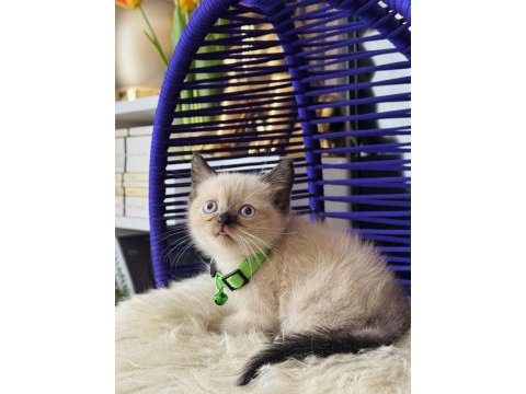 British shorthair chocolate point yavrular
