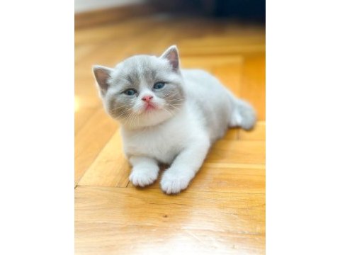 Nadir bulunan lilac rengi yavru british shorthair