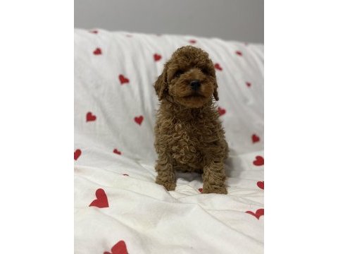 2 aylık toy poodle bebekler erkek