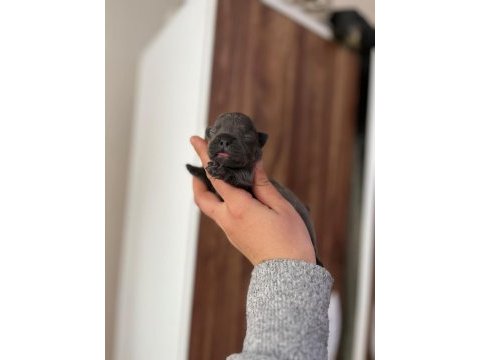 Egzotik french bulldog bebeklerimiz