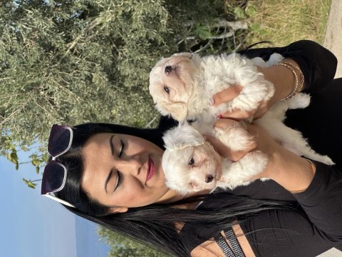 Safkan ufacık maltese terrier yavrularımız
