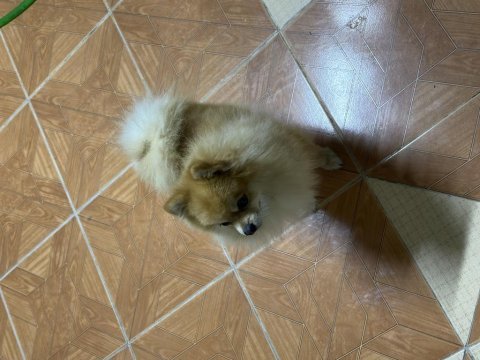 Üst düzey 2.5 yaşında erkek pomeranian boo