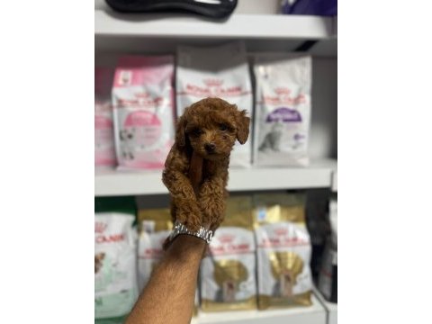 Sevimli toy poodle yavrular