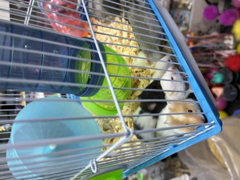 Bebek hamsterlar
