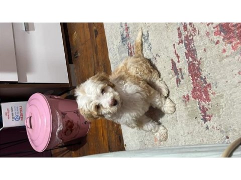 Acil sıcak yuva köpeğimize