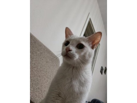 Ücretsiz sahiplendirme kedimiz leo erkek kısırlaştırılmış
