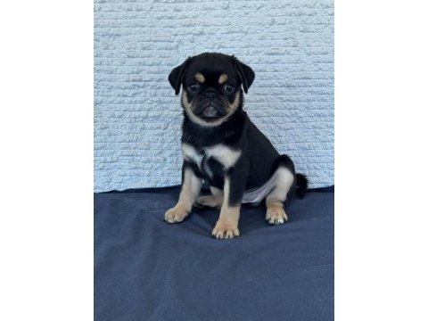 Black tan pug mops özel olmak isteyenler