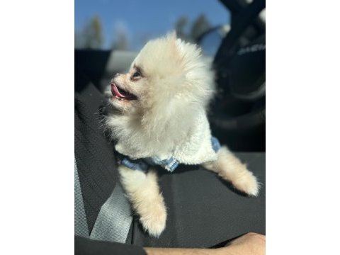 Dişi erkek pomeranian boo