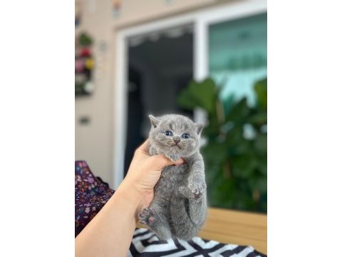 Top kafa panda surat british shorthair bebekler