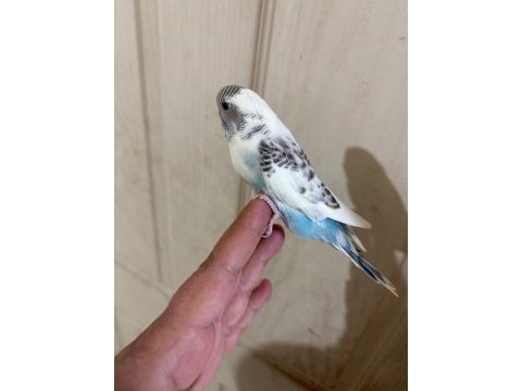 31 günlük renk güzeli bebek kuşumuz