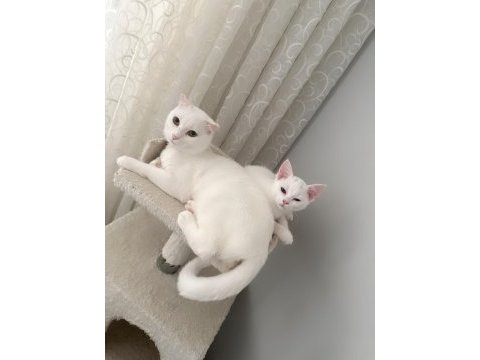 2 beyaz safkan ırk british shorthair dişilerimiz