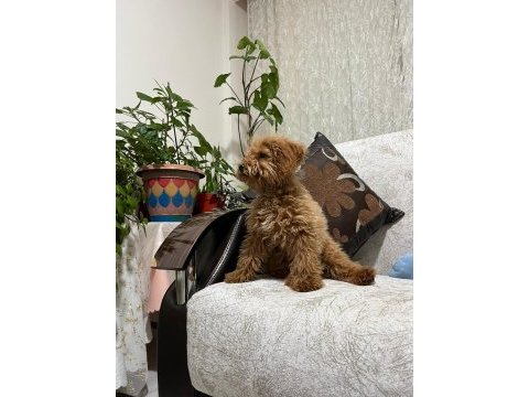 4 aylık maltipoo (erkek)