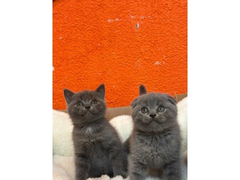 Scottish fold 2 aylık