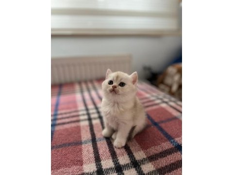 Safkan ırk ve sağlık garantili british longhair