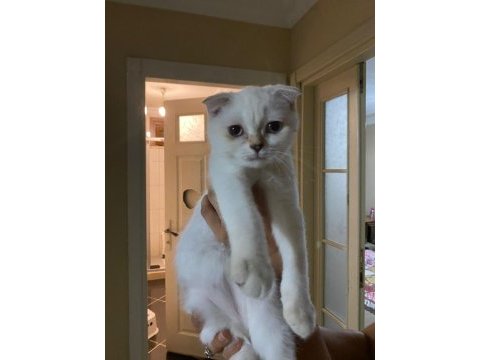 Scottish fold üç aylık
