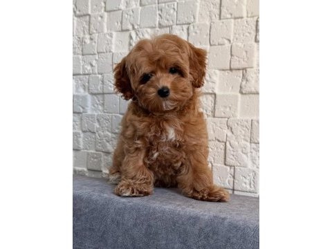 Maltipoo yavrularımız sizleri bekliyorlar