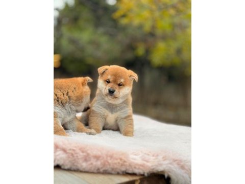 Petmode köpek çiftliğinden shiha_inu yavrularımız