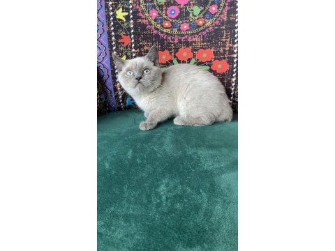 Blue point yavru british shorthair