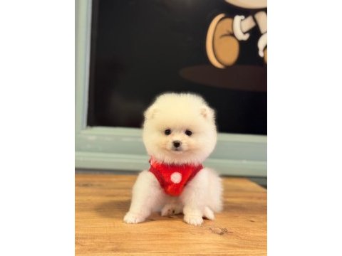 Kilo ve ırk garantili ayı surat garantili pomeranian
