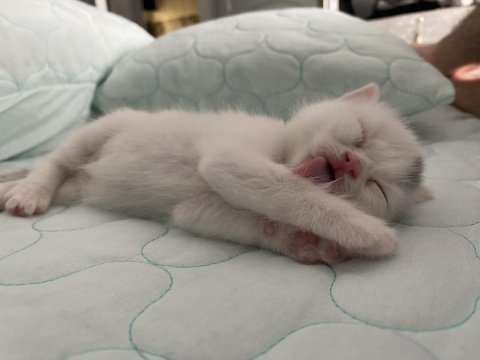 Kar beyazı british shorthair