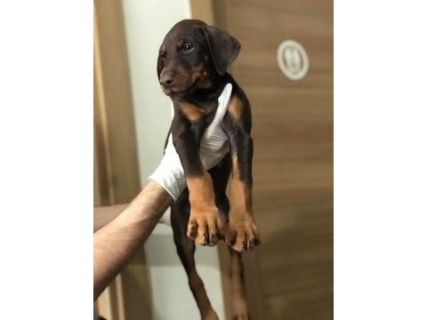 Üst kalite doberman dişi yavrular