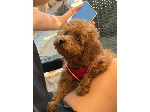 4 aylık toy poodle