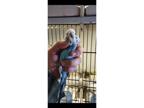 Yeni yem yemeye başlayan muhabbet kuşu bebekler