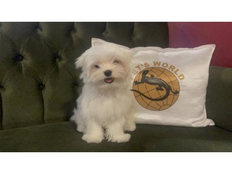 Pets world güvencesiyle gerçek maltese yavrularımız