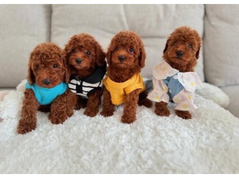 Gerçek toy poodle yavruları garantili