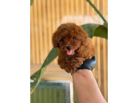 Maltipoo bebekler referans yavru