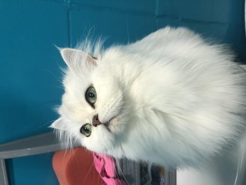 British longhair yavrular