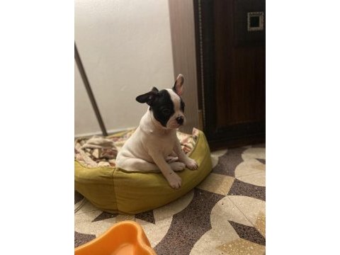 Erkek ve dişi 2 aylık french bulldog yavrular