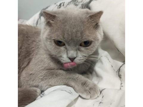 Scottish fold 8 aylık