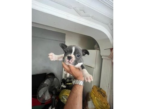 Nadir renk french bulldog yavrularımız 