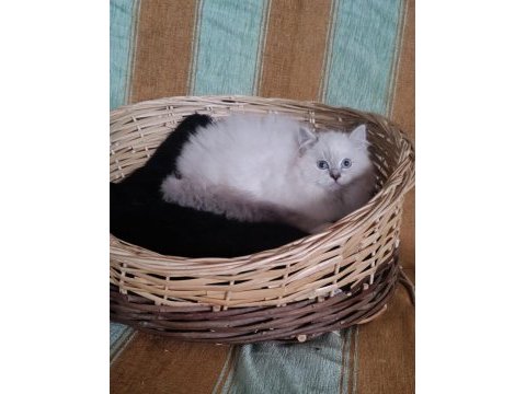 Ragdoll yıldızım