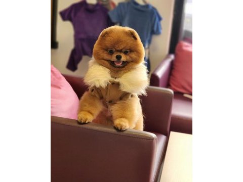 Ayı surat yetişkin erkek pomeranian