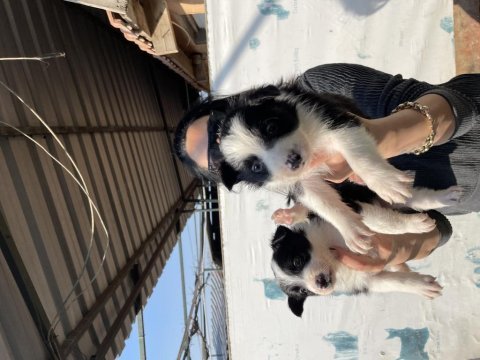 Border collie yavrularım sağlık ve ırk garantilidir